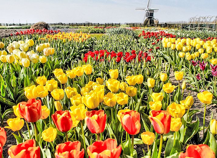 Gemuetliches Wohnzimmer des Ferienhauses Stern Comfort in Noordwijk, Nordseekueste, Suedholland mit Blick auf den Garten.