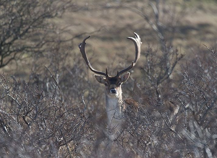 Unterkunft 680170 - Appartement Noordzeekust - Appartement SummerBreak