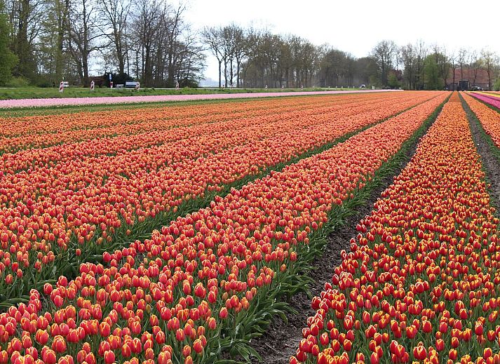 Unterkunft 680170 - Appartement Noordzeekust - Appartement SummerBreak