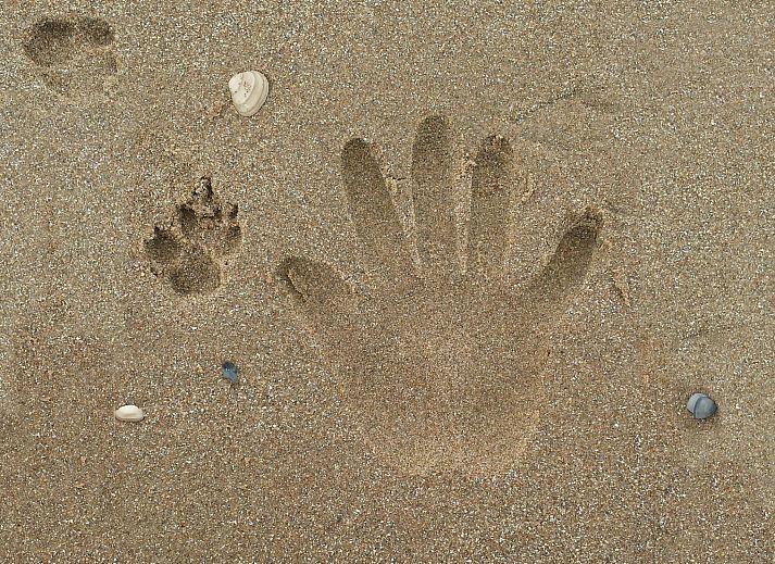 Unterkunft 680218 - Ferienhaus Noordzeekust - Vakantiehuis BlueSky