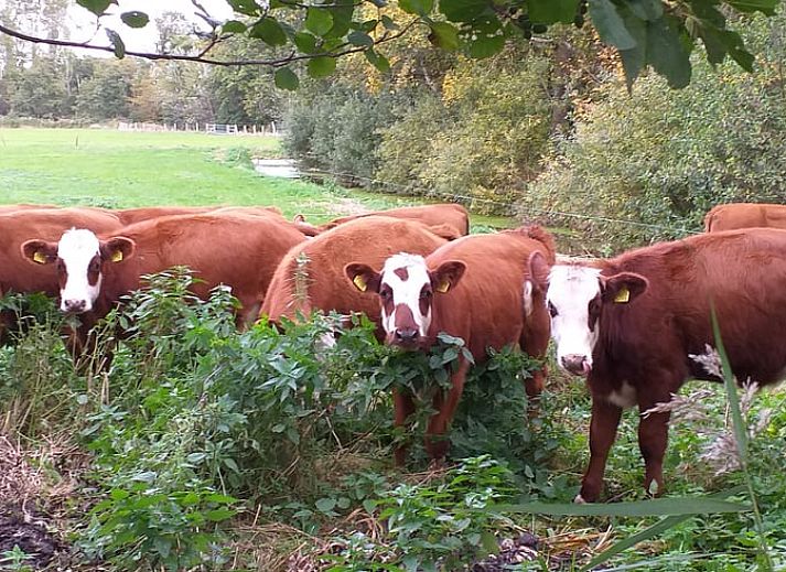 Entrance of Huisje in Lisse, charming vacation home surrounded by nature in South Holland.