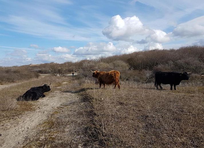 Unterkunft 681534 - Appartement Noordzeekust - Scheveningen 22c