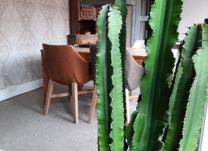 Aussenbereich des Ferienhauses am Meer, Katwijk aan Zee, Nordseekueste, Suedholland, mit Holzmoebeln und einer einladenden Atmosphaere.