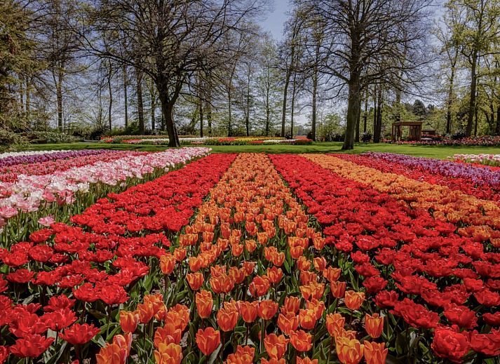 Unterkunft 682904 - Appartement Noordzeekust - Appartement Bloem 'n Zee