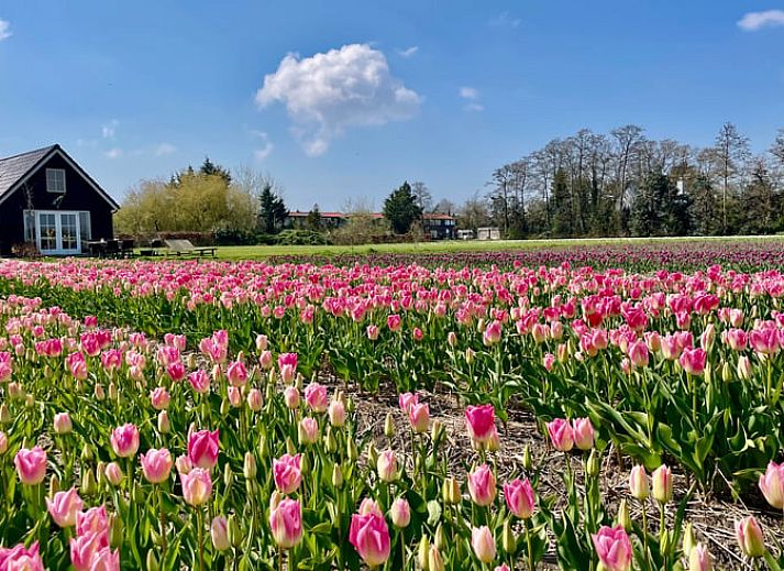 Vakantiehuisje in Voorhout, Noordzeekust, charmant houten vakantiehuis omgeven door groen grasveld.