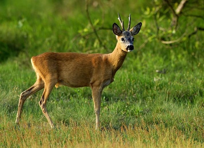 Comfortable sitting area in Holiday home in Oostvoorne, Voorne Putten, overlooking the garden.