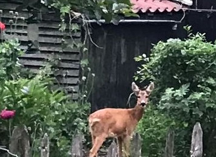 Comfortable sitting area in Holiday home in Oostvoorne, Voorne Putten, overlooking the garden.