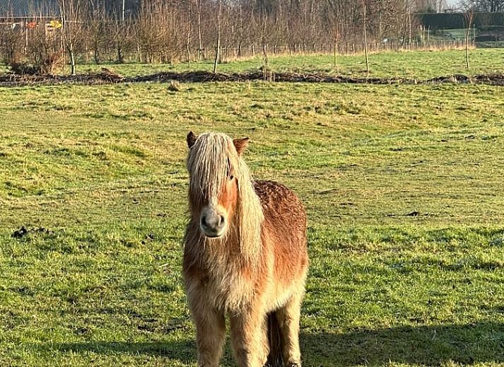 Lichte binnenruimte met houtkachel in Huisje in Strijen, vakantiehuis in Hoekse Waard, perfect voor ontspannen avonden.