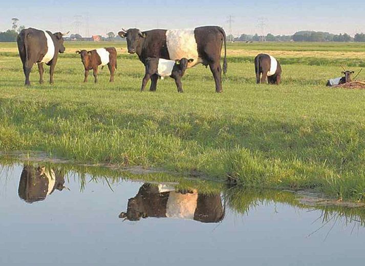 ZH043 vakantiehuis in Ouderkerk-aan-den-IJssel met landelijke omgeving in Zuid-Holland.