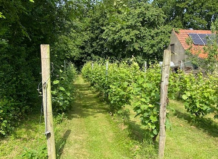 Betoverende zonsondergang bij Vakantiehuisje in Groesbeek, Rijk van Nijmegen, Gelderland, met uitzicht op de landelijke omgeving.