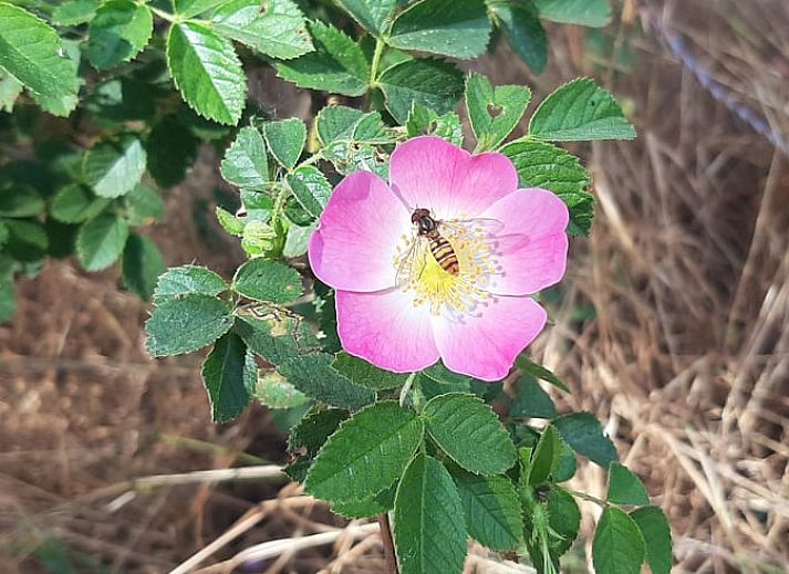 Guest house 710203 - Holiday property Rijk van Nijmegen - Vakantiehuisje in Malden