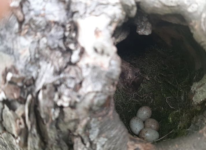 Guest house 710204 - Holiday property Rijk van Nijmegen - Vakantiehuis in Malden