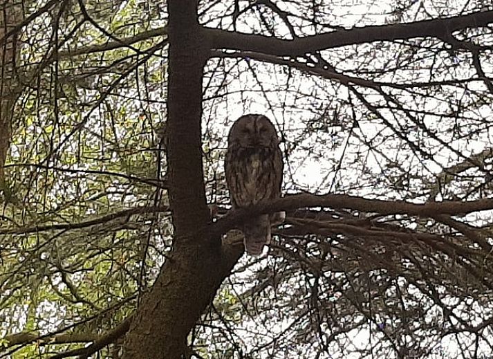 Guest house 710204 - Holiday property Rijk van Nijmegen - Vakantiehuis in Malden