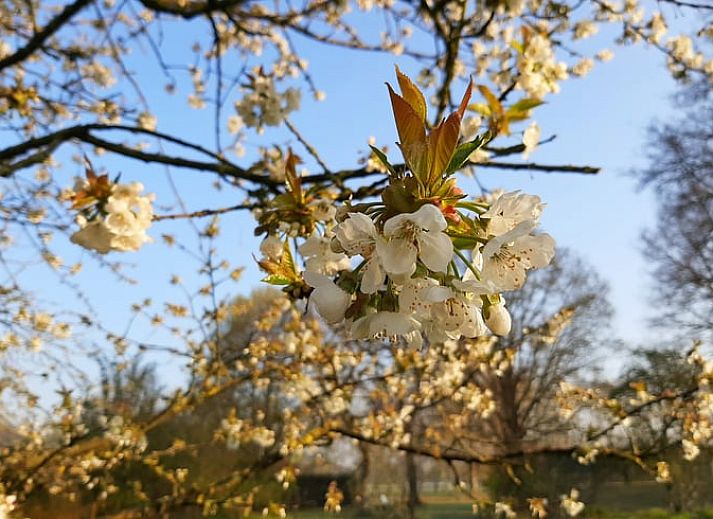 Guest house 710205 - Holiday property Rijk van Nijmegen - Huisje in Malden