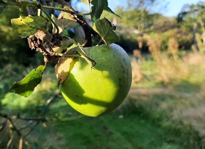 Guest house 710205 - Holiday property Rijk van Nijmegen - Huisje in Malden