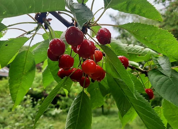 Guest house 710205 - Holiday property Rijk van Nijmegen - Huisje in Malden