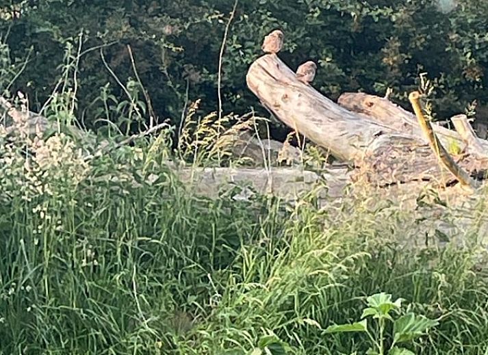 Comfortable sitting area with view in Cottage in Erlecom, Rijk van Nijmegen, Gelderland.