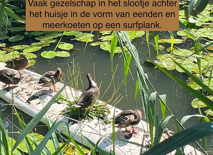 Huisje in Ingen biedt uitzicht op groene tuin vanuit de ruime woonkamer zonder tv.