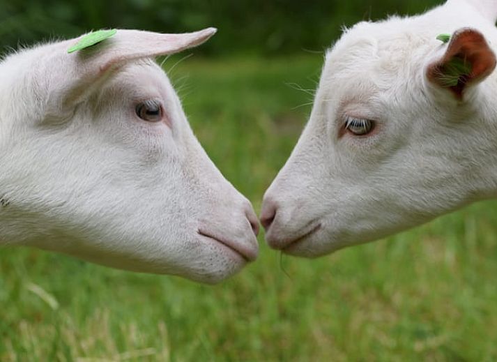 Gemuetliches Schlafzimmer im Ferienhaus in Balgoij, Rijk van Nijmegen, Gelderland mit Holzinterieur und bequemen Betten.