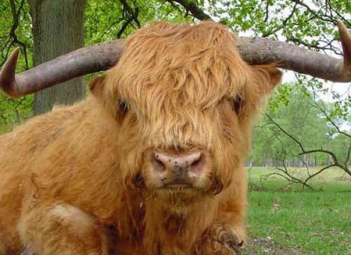 Vakantieoord de Bronzen Emmer