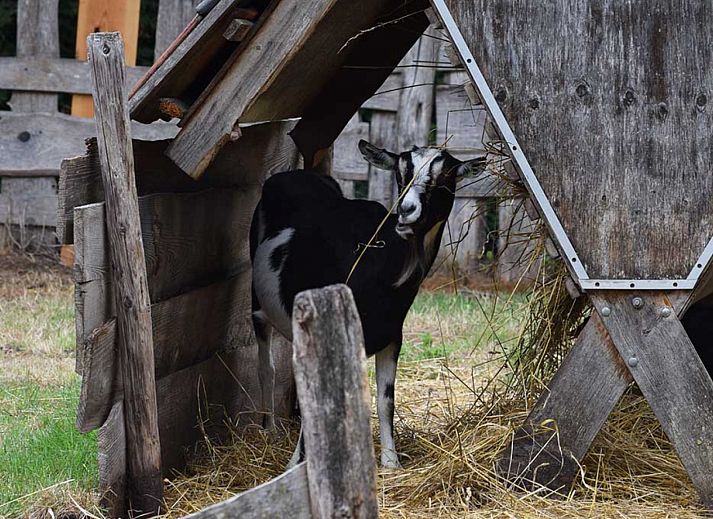 BoerenBed Het Boshuis