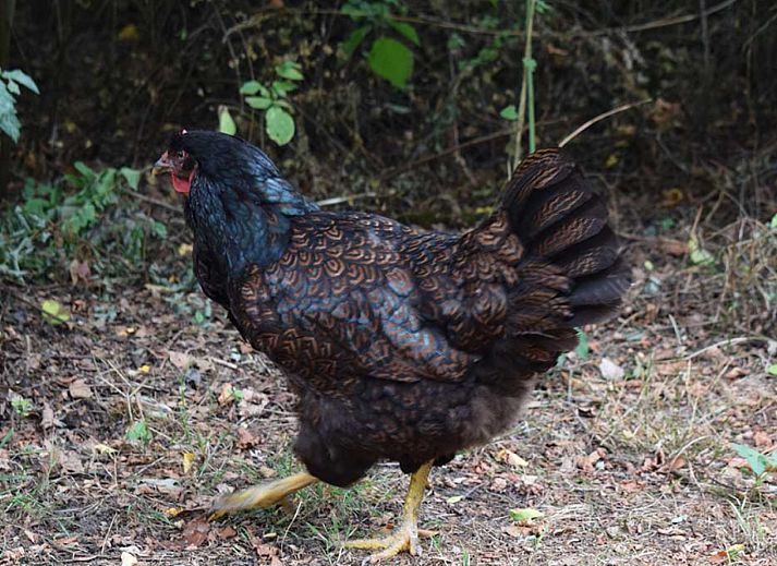 BoerenBed Het Boshuis