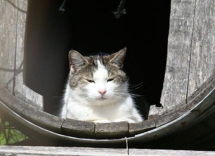 Vakantie-appartementen Crea-Trends