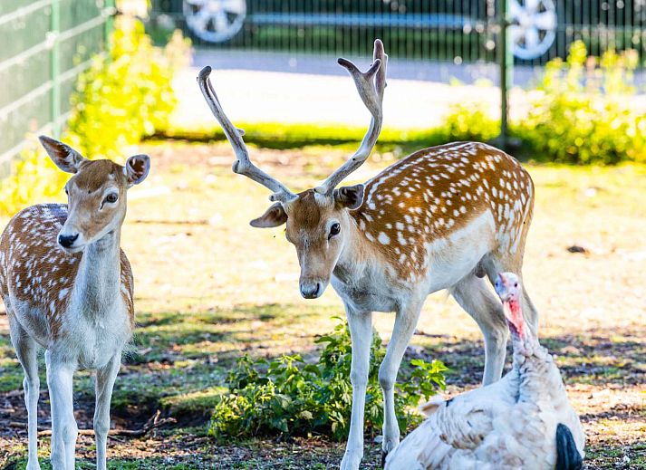 Vakantiepark Bergumermeer