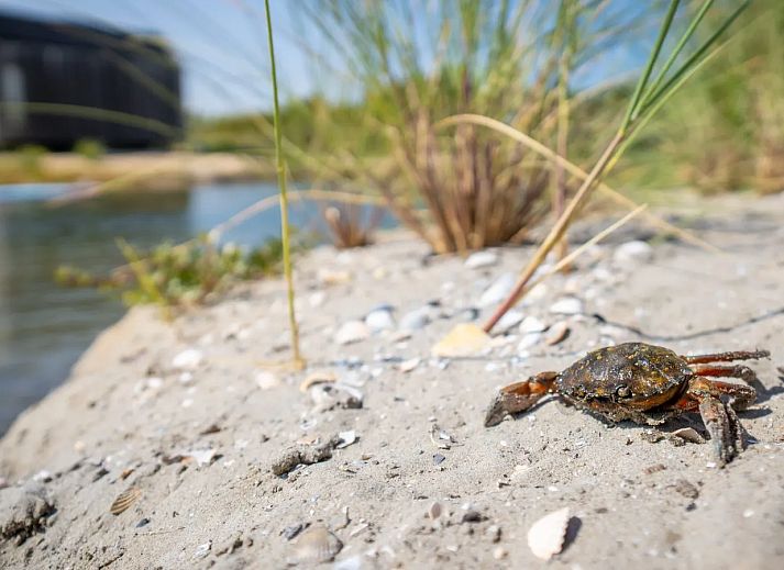 ECO Grevelingenstrand