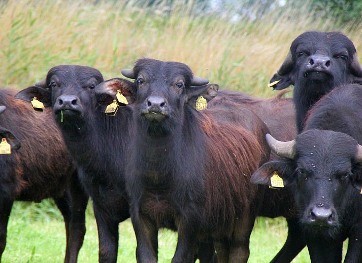 Camping de Waterbuffelfarm