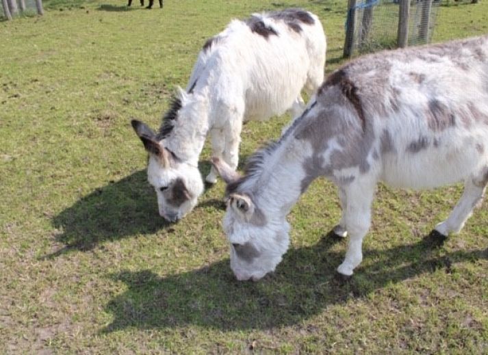 Camping de Waterbuffelfarm