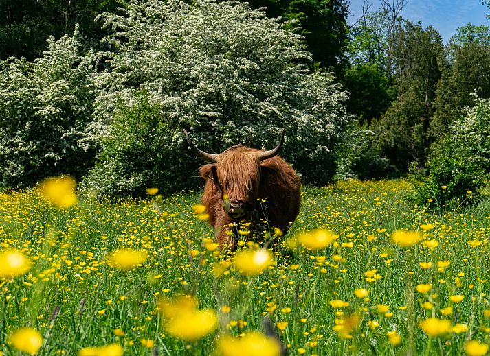 EuroParcs Het Amsterdamse Bos