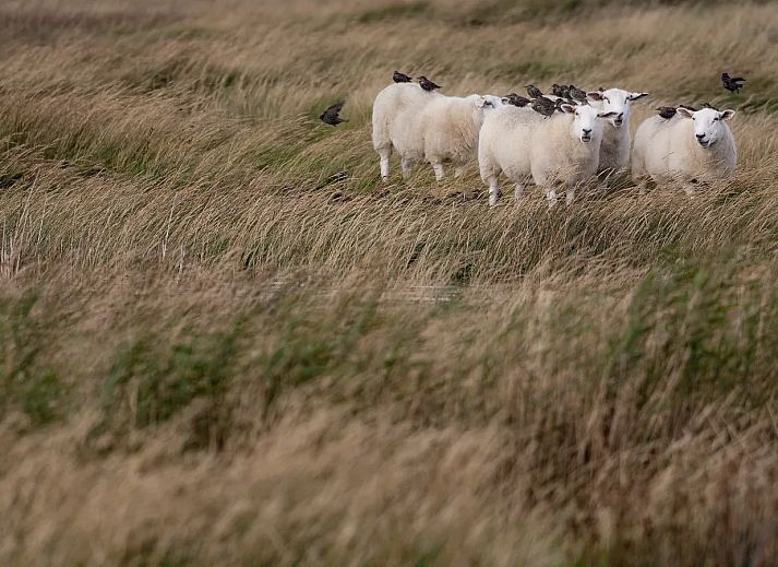 Landal Villapark Vogelmient
