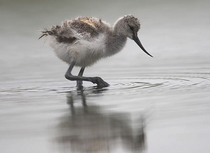Landal Villapark Vogelmient