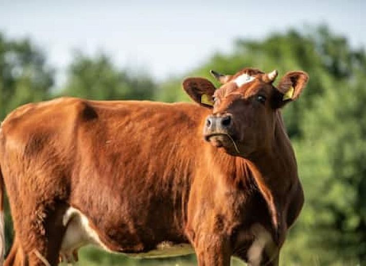 Erfgoed Bossem - Glamping