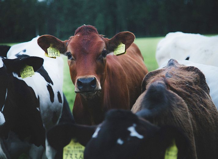 BoerenBed De Lange Weide