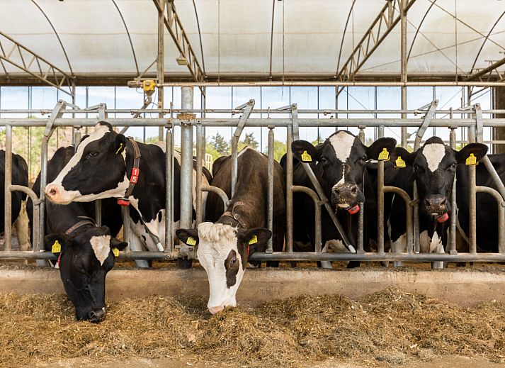 BoerenBed Het Wesselink in Salland