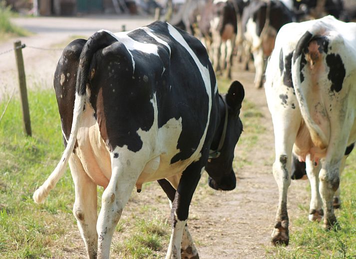 BoerenBed Het Wesselink in Salland