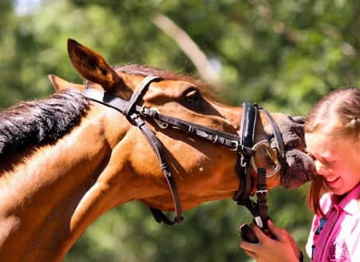 Horsetellerie Rheezerveen