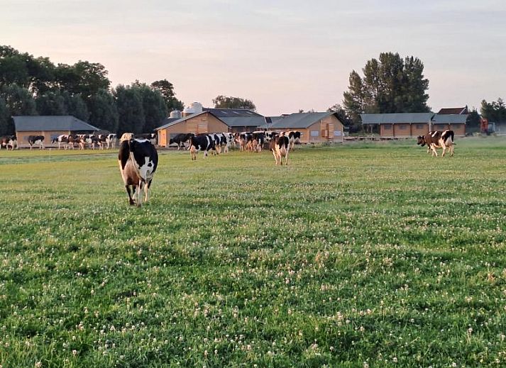 FarmCamps Kooij Hoeve