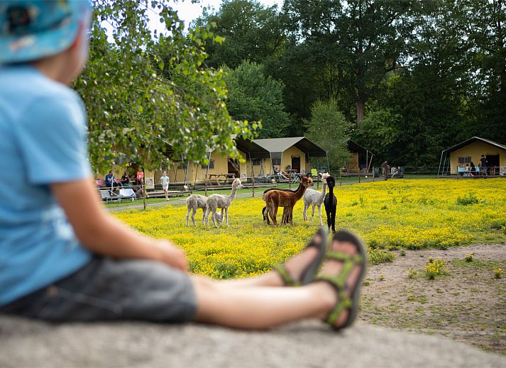 FarmCamps De Bosrand