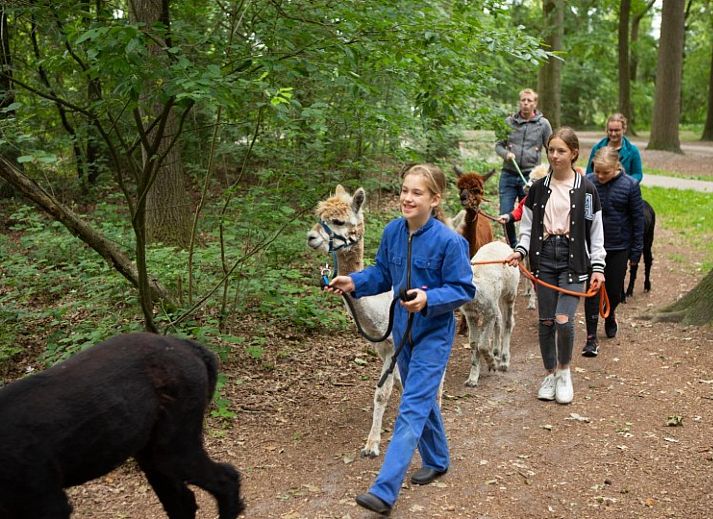 FarmCamps De Bosrand