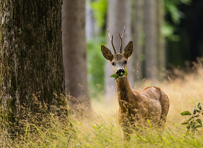 De Veluwse Hoevegaerde