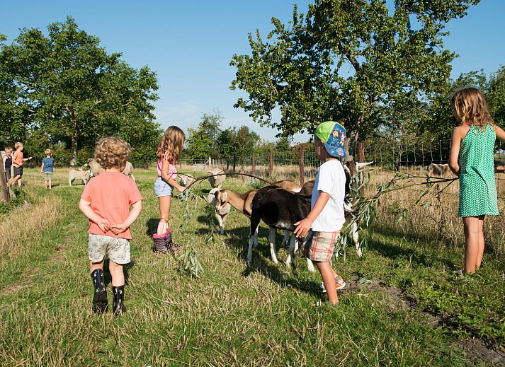 FarmCamps Oranjepolder
