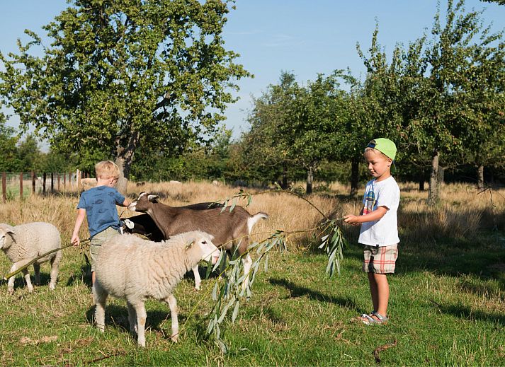 FarmCamps Oranjepolder