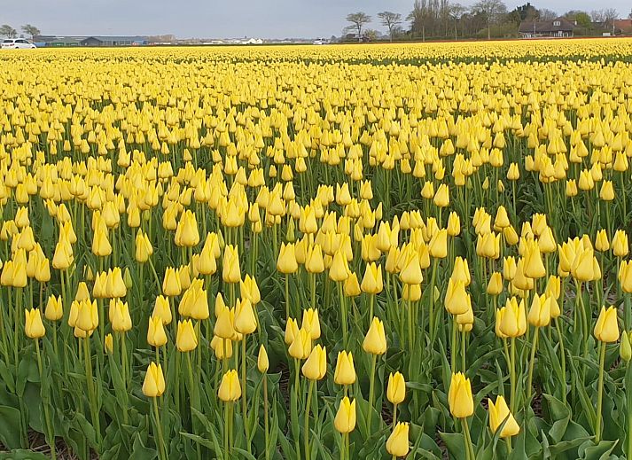 Camping de Tulpenweide