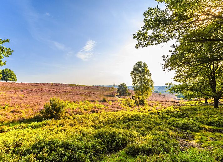 Rabbit Hill