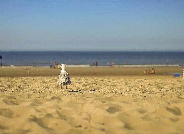 Noordzee R�sidence Dishoek