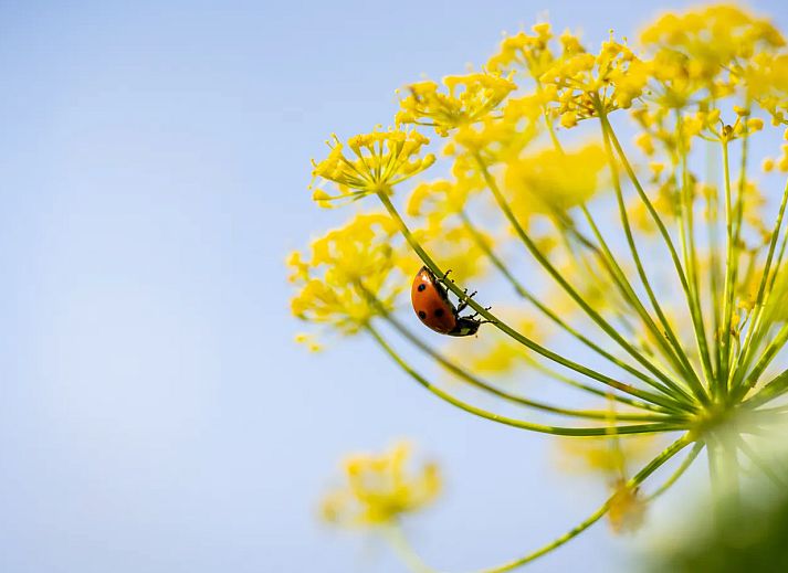 Landal Kasteeldomein De Cauberg