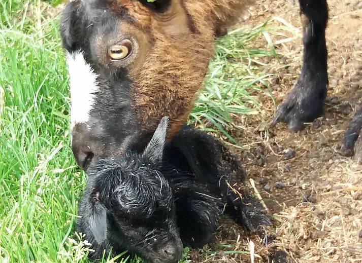 Camping de Berghoeve